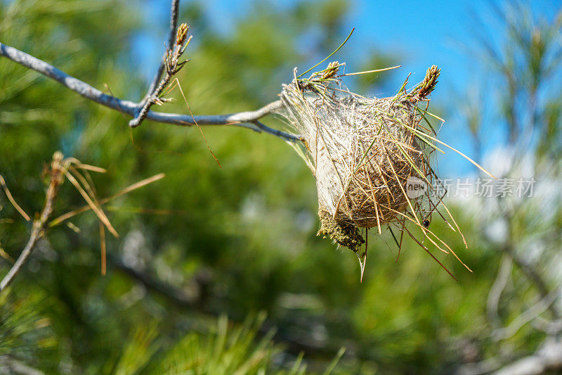 松袋甲虫。(Thaumetopea pityocampa)， Thaumetopoeidae。